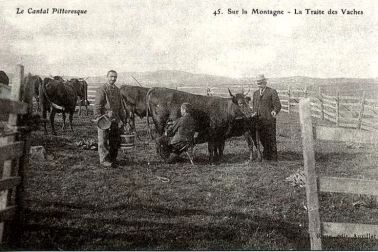 Sur la montagne la traite des vaches