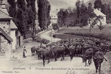Troupeau descendant de la montagne