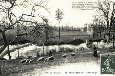 Moutons aux paturages