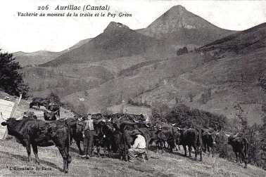 Vacheries au moment de la traite et le puy Griou