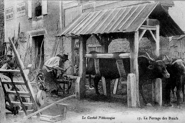 Le ferrage des boeufs
