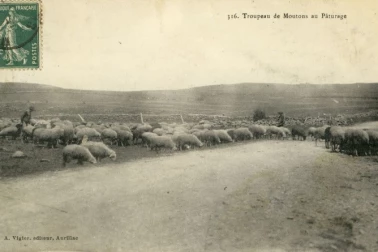 Troupeau de moutons aux paturages