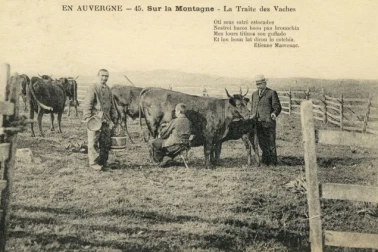 Sur la montagne la traite des vaches en Auvergne