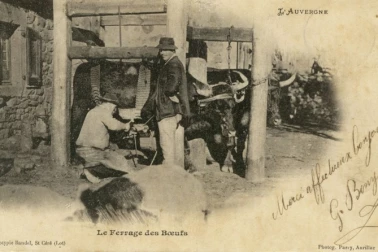 Le ferrage des boeufs l Auvergne