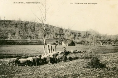 Moutons aux paturages dans le Cantal