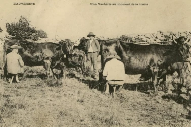 Une vacherie au moment de la traite