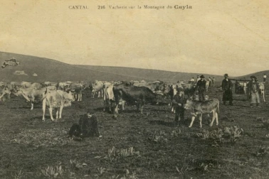 Vacheries sur la montagne de Cayla