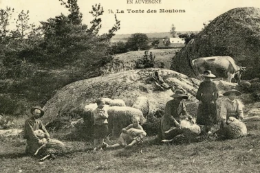 La tonte des moutons