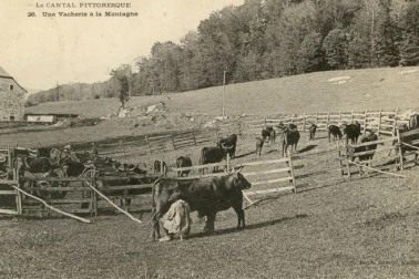 Une vacherie a la montagne