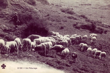 Un paturage