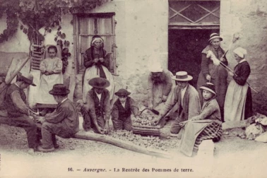 La rentree des pommes de terre