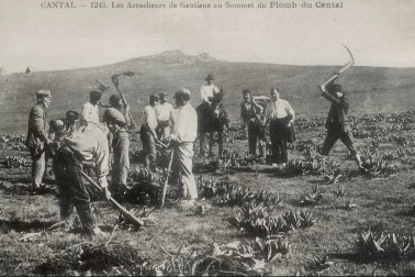 Les arracheurs de gentiane au sommet du Plomb du Cantal
