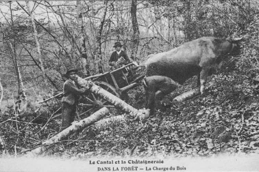 La charge du bois dans la foret