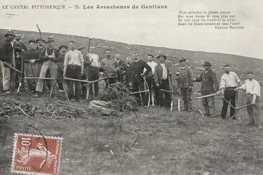 Les arracheurs de gentiane