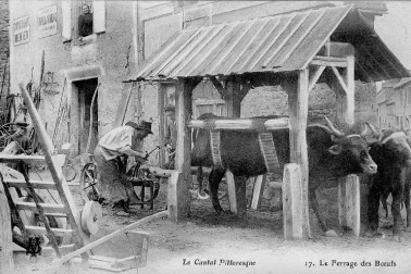 Le ferrage des boeufs