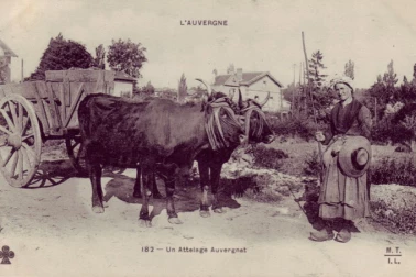 Un attelage Auvergnat