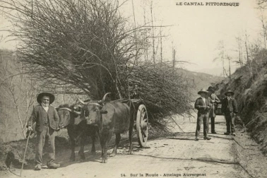 Sur la route attelage Auvergnat