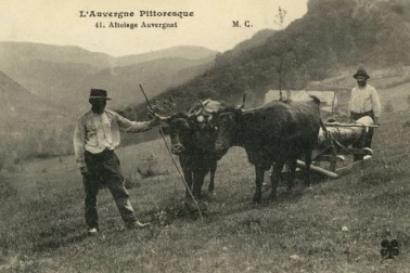Attelage Auvergnat l Auvergne pitresque