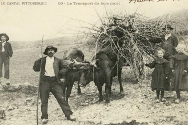 Le transport du bois morts