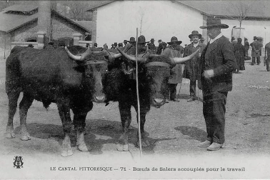 Boeufs de Salers accouples pour le travail