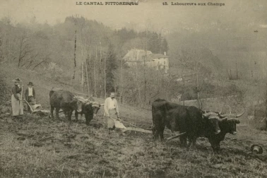 Laboureurs au champs