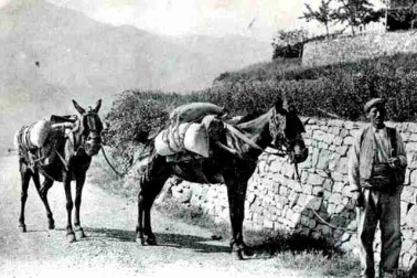 Muletier sur la route avec son chargement