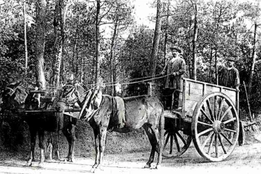 Muletiers en foret