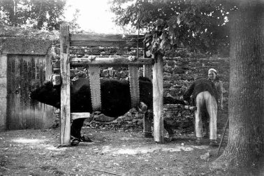 Le ferrage des vaches ou des b ufs