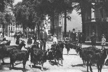 Marchand de lait de chevres