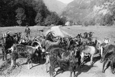 Le chevrier de la vallee