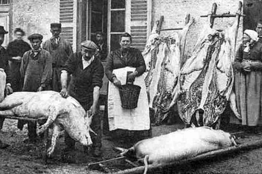 La turie des cochons