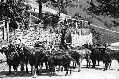 Retour du chevrier