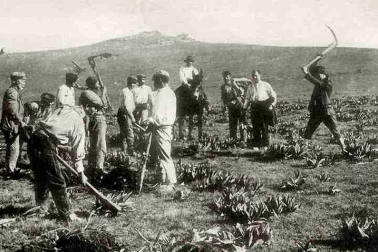 Gentianaires  des arracheurs de gentiane au sommet du plomb du Cantal