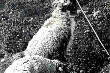 Un jeune berger et son favori