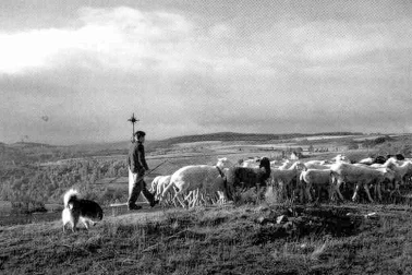 Cantal petit metier  berger avec troupeau de moutons au calvaire en 1960