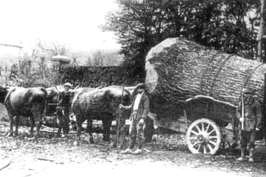 Coupeurs de bois de scierie  rentree d  un gros noyer