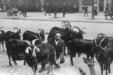 Le chevrier emmene ses chevres a travers rue et procure du lait au besoin