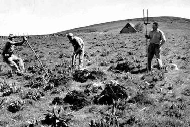 Cantal petit metier  la gentiane extraction de racines de gentiane en 1960