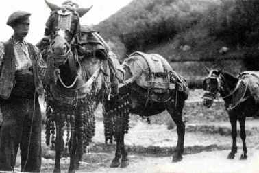 Conducteurs de mulets
