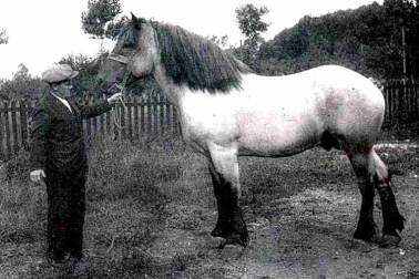 Commerce de chevaux presentation d  un etalon
