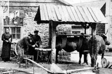 Cantal le ferrage des vaches
