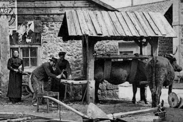 Le ferrage des b ufs en Auvergne