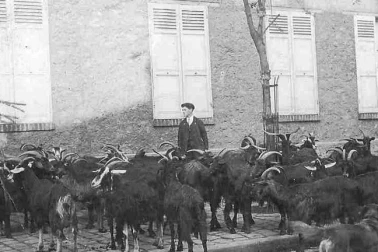 Chevriers dans la ville - Lait fromages