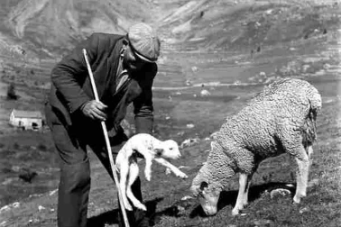 Cantal animaux la transhumance  Le berger et l  agneau nouveau ne en 1958