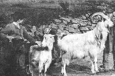 Le chevrier  et le bouc