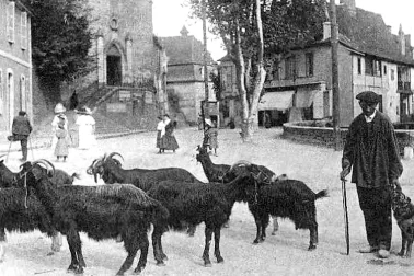 Chevrier et son troupeau dans le village