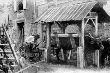 Cantal  le ferrage des boeufs