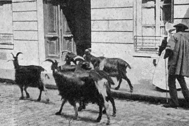 Le chevrier et ses chevres dans la ville