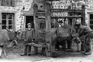 Cantal petit metier le ferrage des vaches