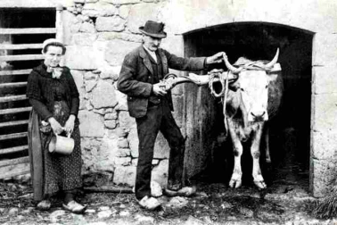 Au pays le liage des vaches